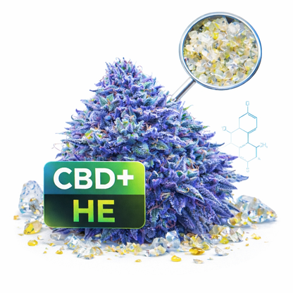 Sour lifler H-E 10%